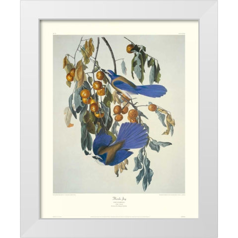 Florida Jay (decorative border) White Modern Wood Framed Art Print by Audubon, John James
