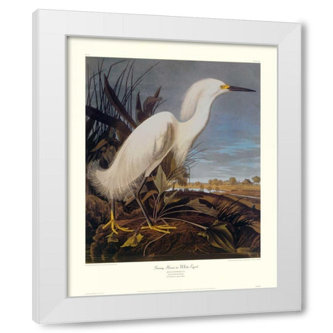 Snowy Heron Or White Egret (decorative border) White Modern Wood Framed Art Print by Audubon, John James