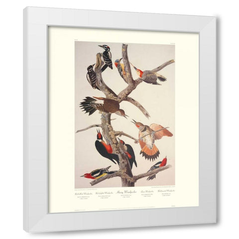 Hairy Woodpecker (decorative border) White Modern Wood Framed Art Print by Audubon, John James