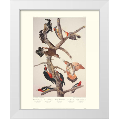 Hairy Woodpecker (decorative border) White Modern Wood Framed Art Print by Audubon, John James