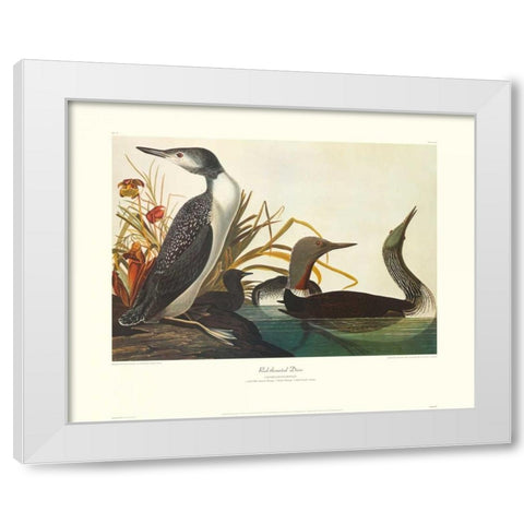 Red-Throated Diver (decorative border) White Modern Wood Framed Art Print by Audubon, John James