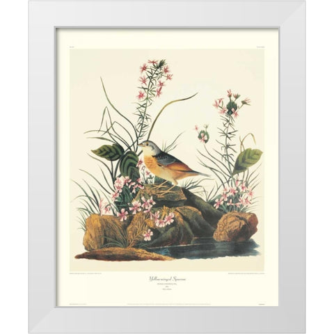 Yellow-Winged Sparrow (decorative border) White Modern Wood Framed Art Print by Audubon, John James