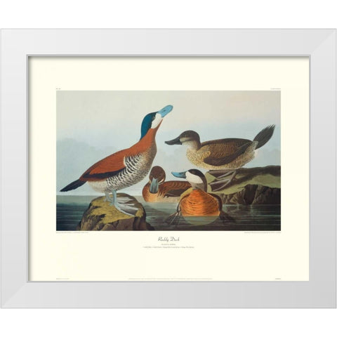 Ruddy Duck (decorative border) White Modern Wood Framed Art Print by Audubon, John James