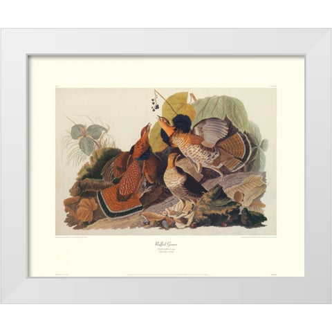 Ruffed Grouse (decorative border) White Modern Wood Framed Art Print by Audubon, John James