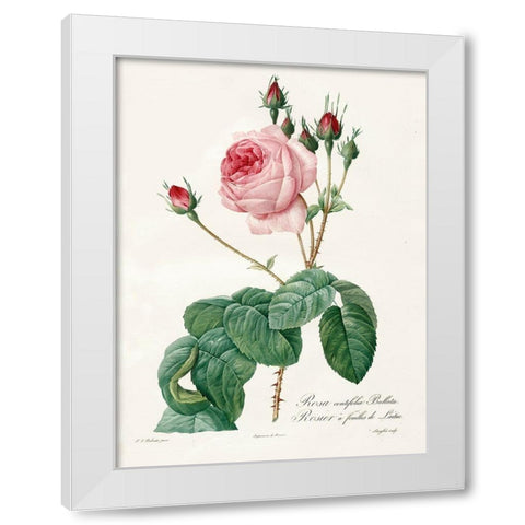 Rosa Centrifolia Bullata White Modern Wood Framed Art Print by Redoute, Pierre Joseph