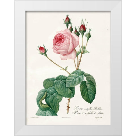 Rosa Centrifolia Bullata White Modern Wood Framed Art Print by Redoute, Pierre Joseph