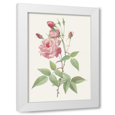 Rosa Indica Vulgaris White Modern Wood Framed Art Print by Redoute, Pierre