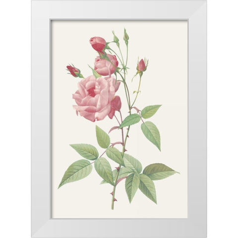 Rosa Indica Vulgaris White Modern Wood Framed Art Print by Redoute, Pierre