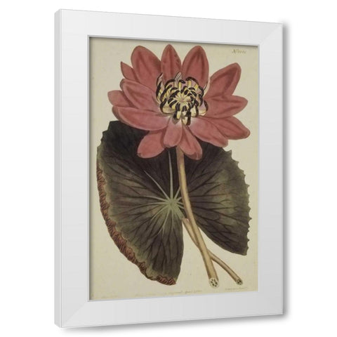 Wonderous Water Lily White Modern Wood Framed Art Print by Sweet, Robert