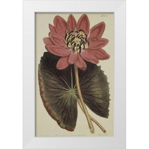 Wonderous Water Lily White Modern Wood Framed Art Print by Sweet, Robert