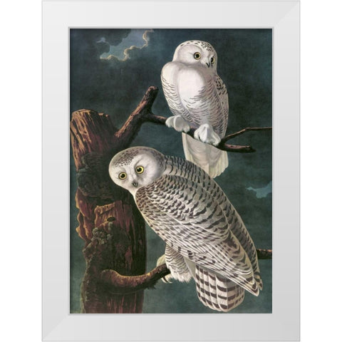 Snowy Owl White Modern Wood Framed Art Print by Audubon, John James
