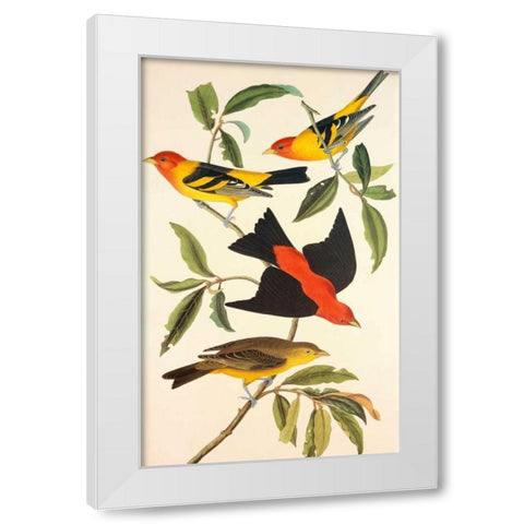 Louisiana Tanager, Scarlet Tanager White Modern Wood Framed Art Print by Audubon, John James