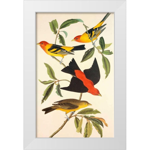Louisiana Tanager, Scarlet Tanager White Modern Wood Framed Art Print by Audubon, John James