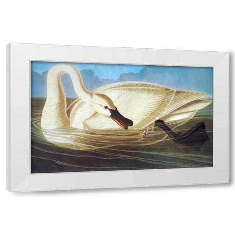 Trumpeter Swan White Modern Wood Framed Art Print by Audubon, John James