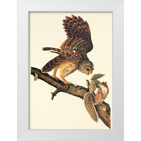 Barred Owl White Modern Wood Framed Art Print by Audubon, John James
