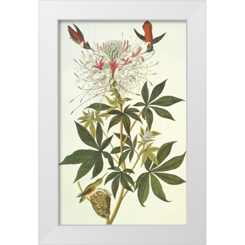 Ruff-Necked Hummingbird White Modern Wood Framed Art Print by Audubon, John James