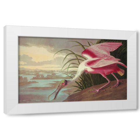 Roseate Spoonbill White Modern Wood Framed Art Print by Audubon, John James