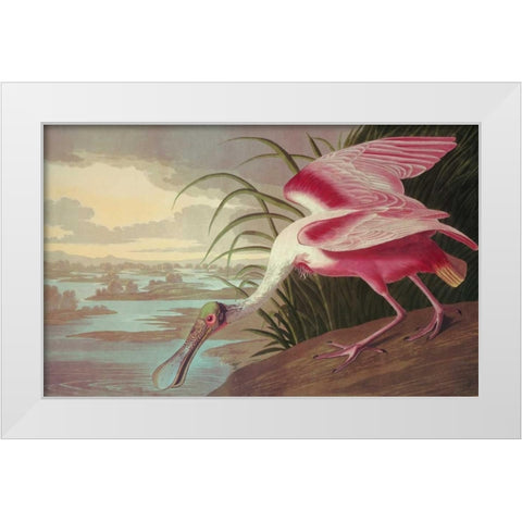 Roseate Spoonbill White Modern Wood Framed Art Print by Audubon, John James
