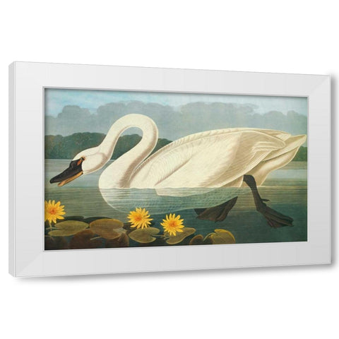 Common American Swan White Modern Wood Framed Art Print by Audubon, John James