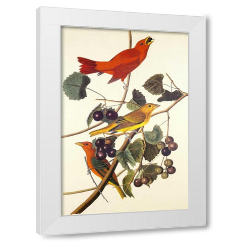 Summer Red Bird White Modern Wood Framed Art Print by Audubon, John James