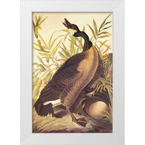 Canada Goose White Modern Wood Framed Art Print by Audubon, John James