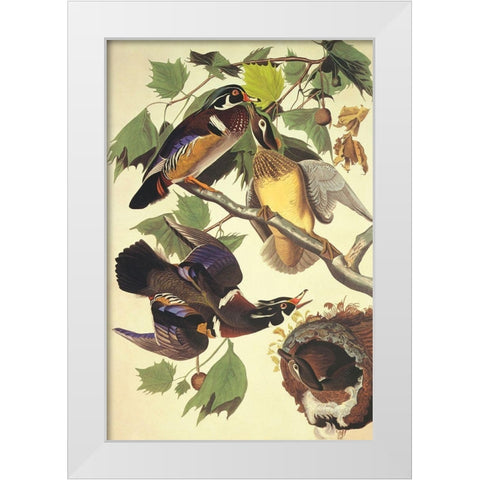 Summer Or Wood Duck White Modern Wood Framed Art Print by Audubon, John James