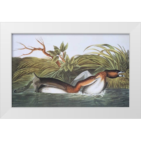 American Pied-Bill Dobchick White Modern Wood Framed Art Print by Audubon, John James