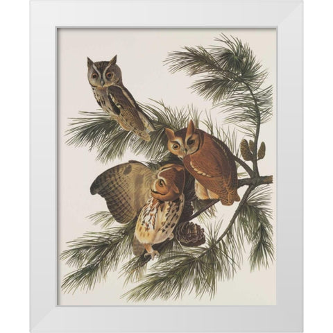Little Screech Owl or Mottled Owl White Modern Wood Framed Art Print by Audubon, John James
