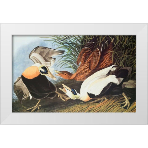 Eider Duck White Modern Wood Framed Art Print by Audubon, John James