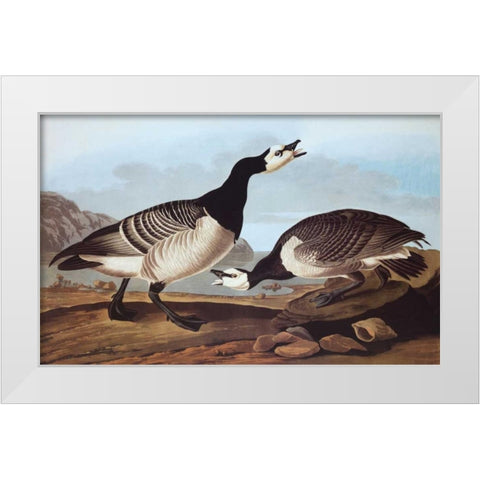 Barnacle Goose White Modern Wood Framed Art Print by Audubon, John James