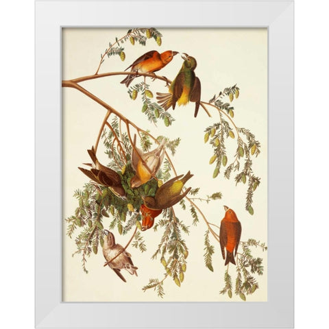American Crossbill White Modern Wood Framed Art Print by Audubon, John James