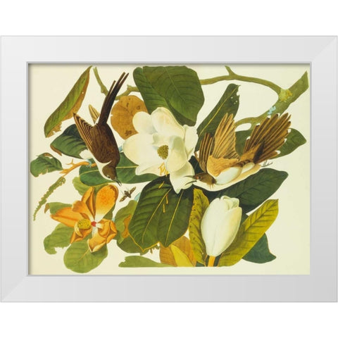 Black-Billed Cuckoo White Modern Wood Framed Art Print by Audubon, John James