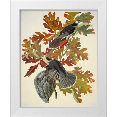 Canada Jay White Modern Wood Framed Art Print by Audubon, John James