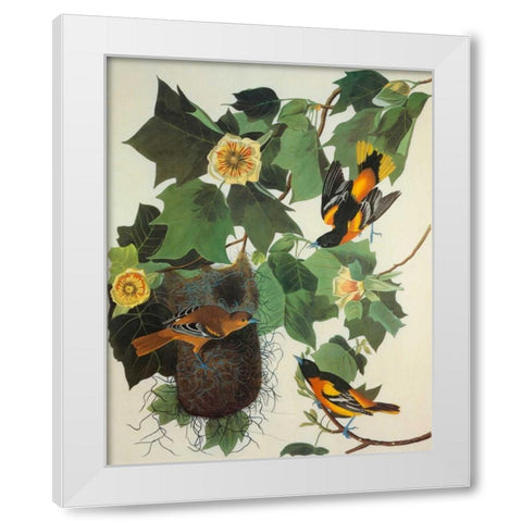 Baltimore Oriole White Modern Wood Framed Art Print by Audubon, John James