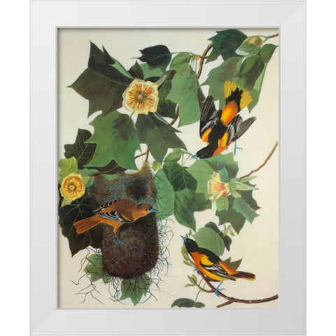 Baltimore Oriole White Modern Wood Framed Art Print by Audubon, John James
