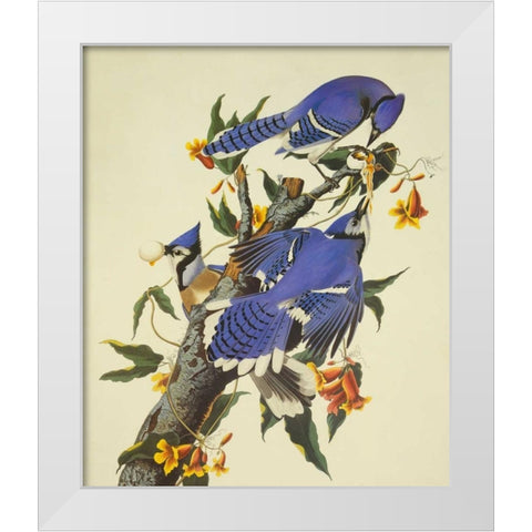 Blue Jay White Modern Wood Framed Art Print by Audubon, John James