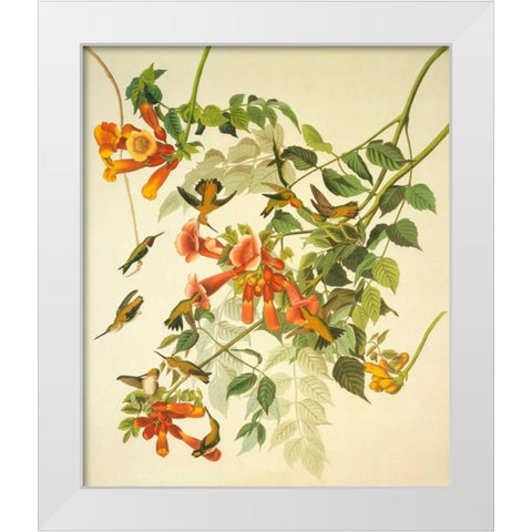 Ruby-Throated Hummingbird White Modern Wood Framed Art Print by Audubon, John James