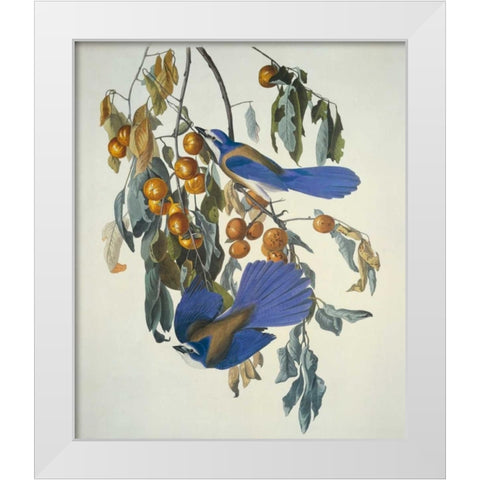 Florida Jay White Modern Wood Framed Art Print by Audubon, John James