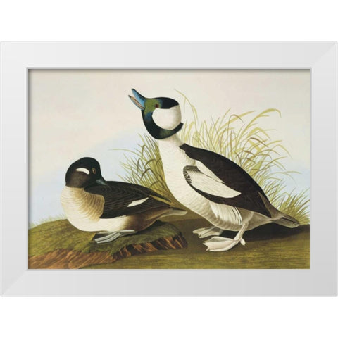 Buffel-Headed Duck White Modern Wood Framed Art Print by Audubon, John James