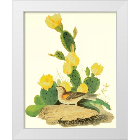 Grass Finch Or Bay-Winged Bunting White Modern Wood Framed Art Print by Audubon, John James