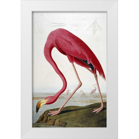American Flamingo White Modern Wood Framed Art Print by Audubon, John James