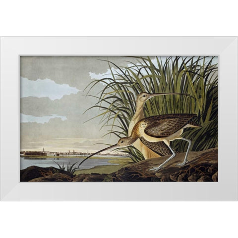 Male and Female Long Billed Curlew White Modern Wood Framed Art Print by Audubon, John James