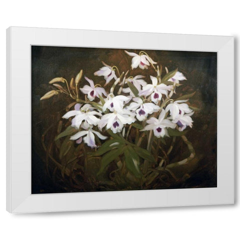 Dinrobium Orchids White Modern Wood Framed Art Print by Park, James Stuart