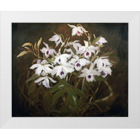 Dinrobium Orchids White Modern Wood Framed Art Print by Park, James Stuart