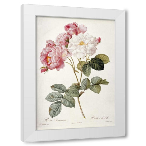 Damask Rose White Modern Wood Framed Art Print by Redoute, Pierre Joseph