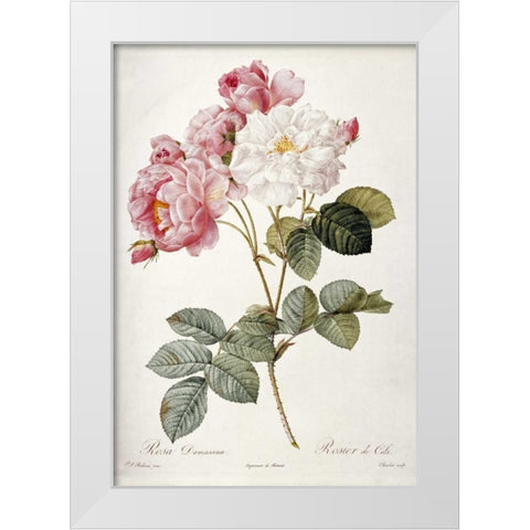 Damask Rose White Modern Wood Framed Art Print by Redoute, Pierre Joseph