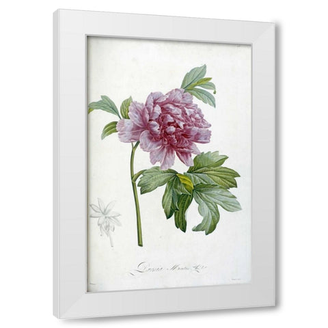 Engraving of a Peony White Modern Wood Framed Art Print by Redoute, Pierre Joseph