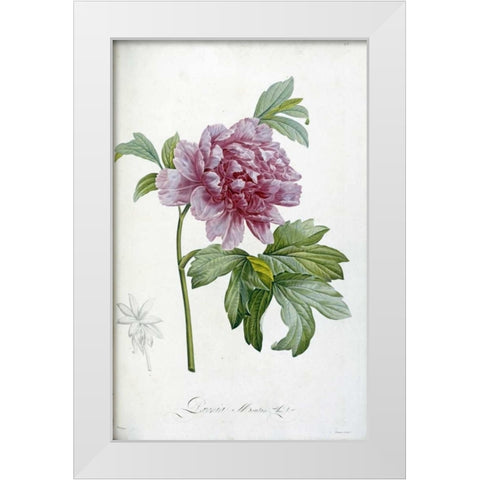Engraving of a Peony White Modern Wood Framed Art Print by Redoute, Pierre Joseph