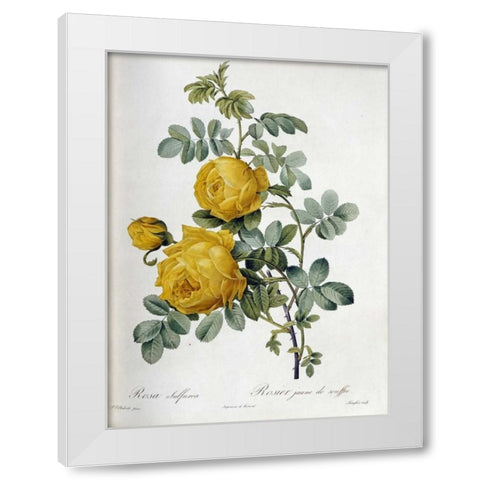 Rosa Sulfurea White Modern Wood Framed Art Print by Redoute, Pierre Joseph