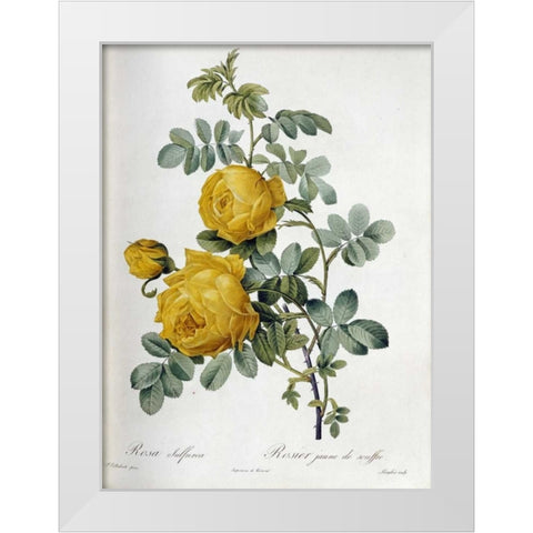 Rosa Sulfurea White Modern Wood Framed Art Print by Redoute, Pierre Joseph
